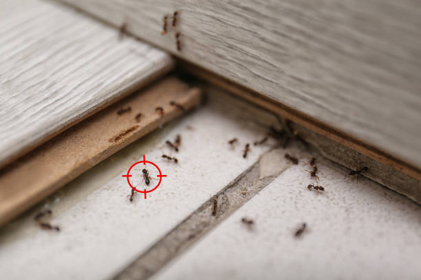 Best Pest Prevention Services  in East Canton, OH